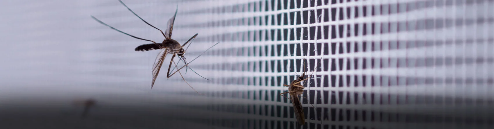 Mosquitos on insect screen