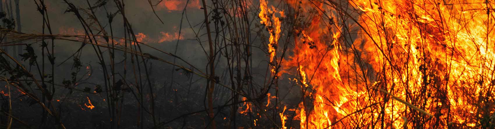 Close up of a bushfire
